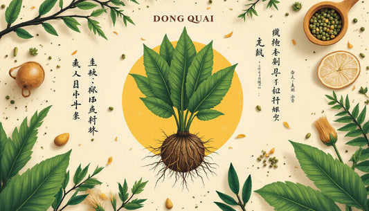 Harnessing the Power of Dong Quai: A Deep Dive into its Role in Traditional Medicine