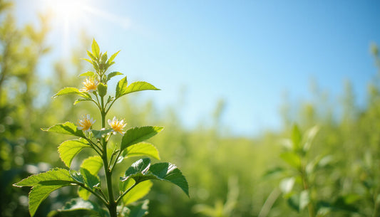 Harnessing Nature's Mood Booster: The Power of St. John's Wort for Emotional Balance