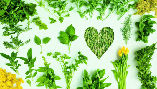 Harnessing Nature: Top Herbal Remedies for Optimal Cardiovascular Health