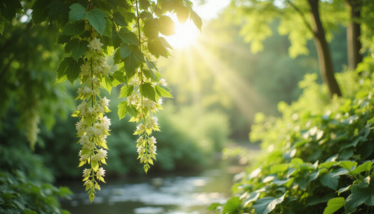 Unlocking Serenity: How Passionflower Can Help Reduce Anxiety Naturally